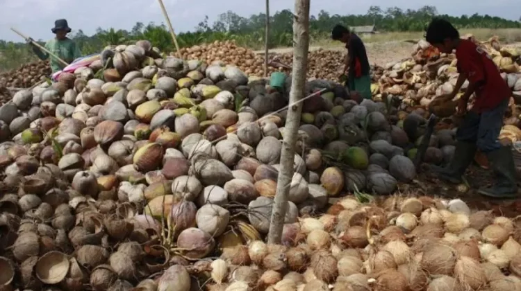 Youth Entrepreneurs Drive South Sumatra’s Coconut Exports to Global Markets