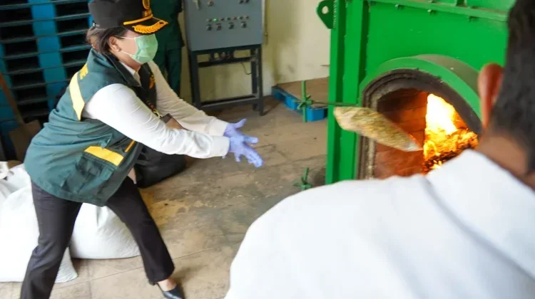 Banten Quarantine Destroys Invasive Weeds from Australian Wheat