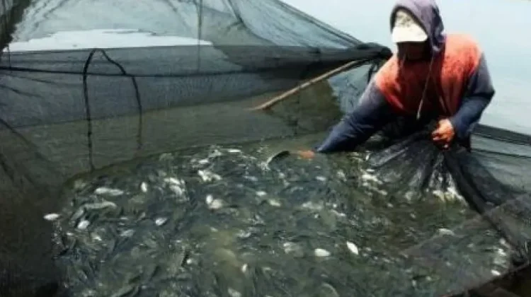 Lebak Regency Targets Freshwater Fish Self-Sufficiency by 2027