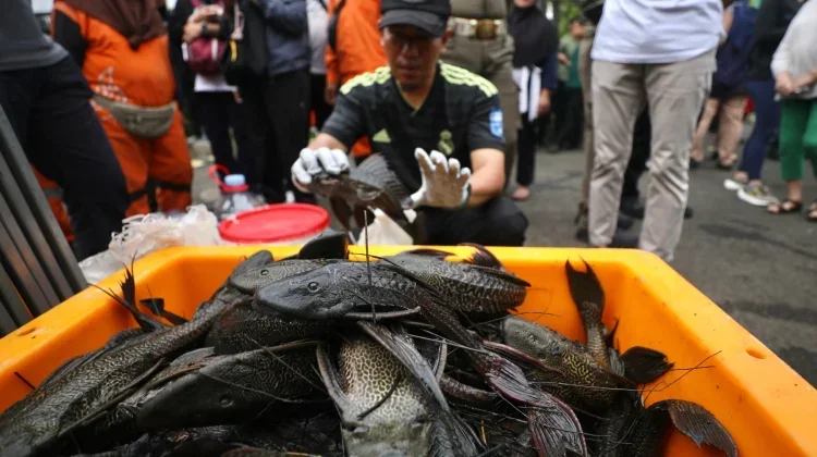 BRIN Warns Invasive Fish Threaten Indonesia’s Ecosystems