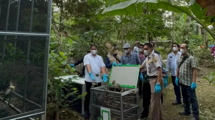 BKSDA Bengkulu Releases 942 Birds Following Illegal Trade Crackdown