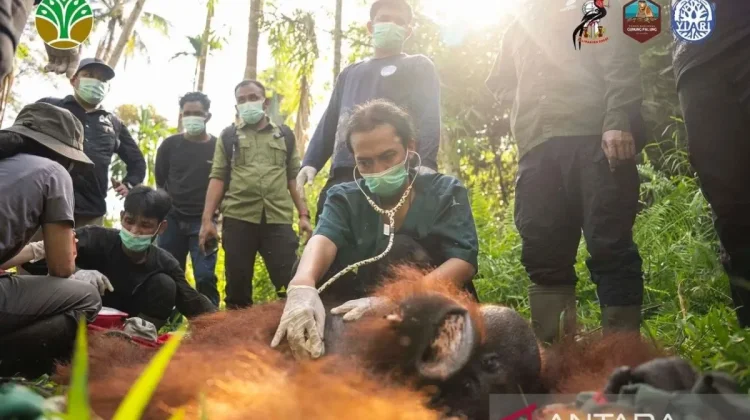 Orangutan Translocated in West Kalimantan to Reduce Human-Wildlife Conflict