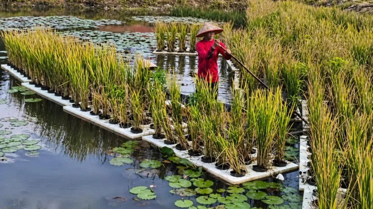 BRMP Rawa Unveils Floating Rice Technology for Swampy Landscapes