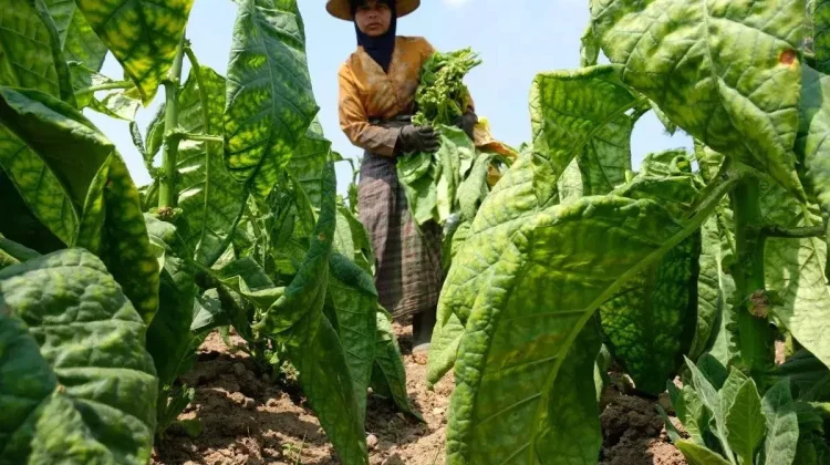 Additive Ingredient Limits Seen as Harmful to Indonesian Tobacco Industry