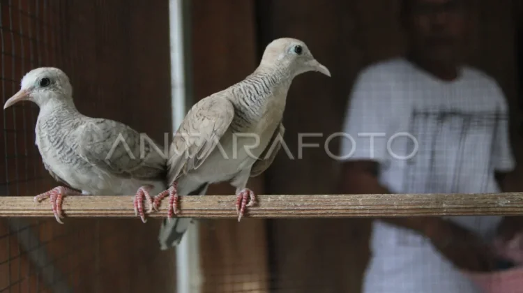 Quarantine Officers Foil Illegal Wildlife Smuggling on Passenger Bus in Lampung