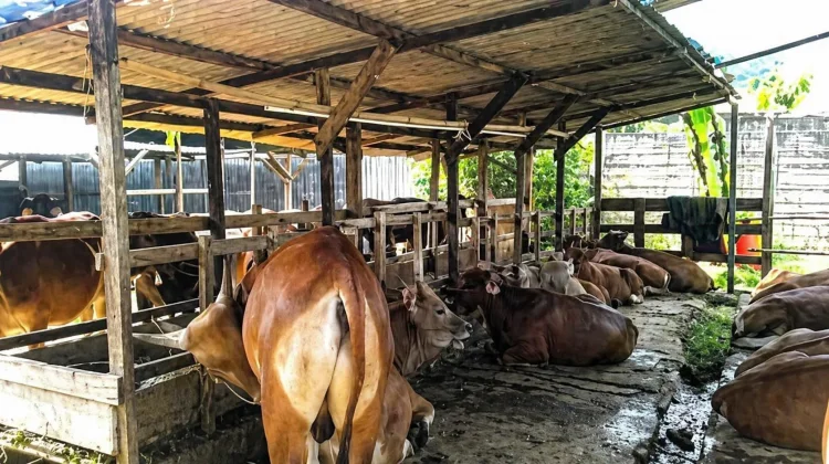 Authorities Urge Careful Selection of Sacrificial Animals Ahead of Eid al-Ad