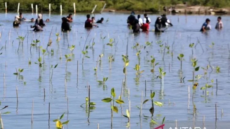 Silvofishery Offers Sustainable Path for Aceh’s Mangrove Ecosystems
