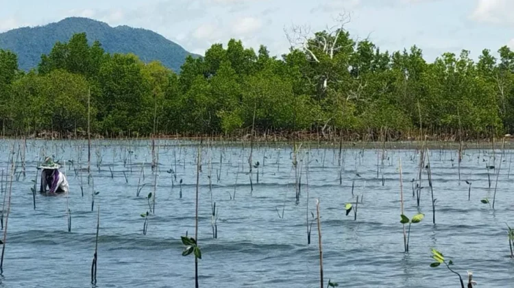 Gorontalo Protects 23,000 Hectares of Critical Mangrove Ecosystems