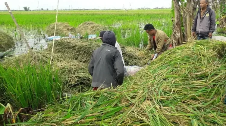BRIN Develops Plant-Duck Bioindustry Model to Optimize Swamp Productivity