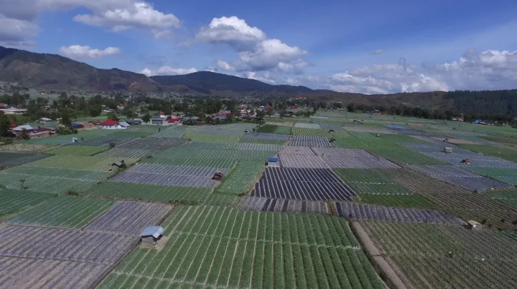 BRIN Introduces Climate-Adaptive Planting Strategies for Solok Farmers
