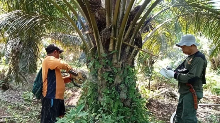 Forestry Ministry Arrests Illegal Logger in Sumatran Elephant Corridor