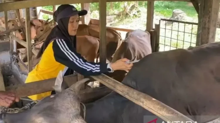 Bengkulu Vaccinating Hundreds of Livestock Ahead of Eid al-Adha