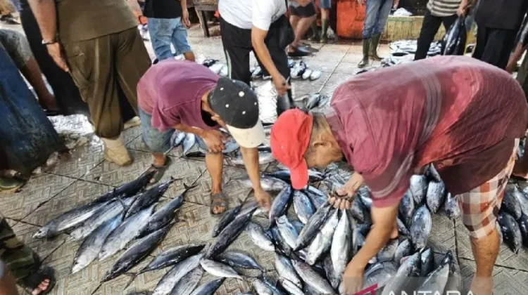 Papua Elevates Fishery Export Standards Through Rigorous Quality Oversight