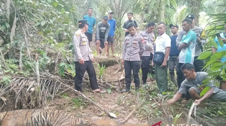 Ministry Investigates Dead Sumatran Tiger Found in Bengkulu