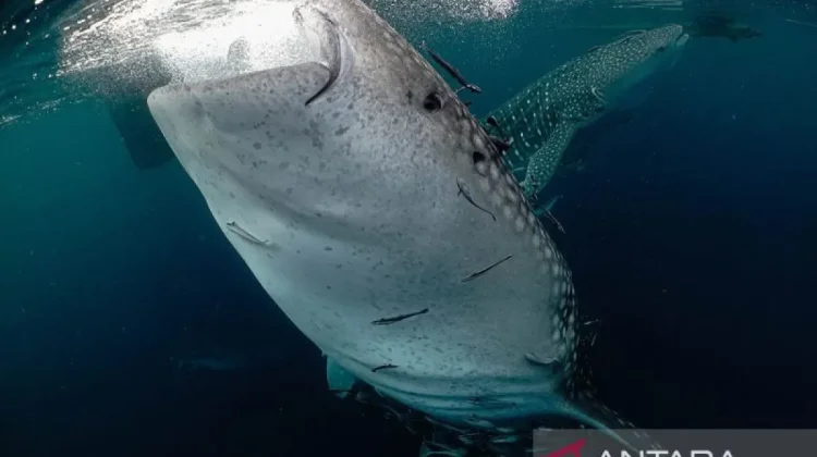 Study Reveals Whale Shark Migration Spans 13 Countries and High Seas