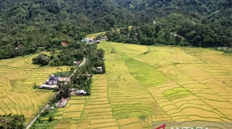 Aceh Residents Urge Halt to Gold Mining in Beutong Forest