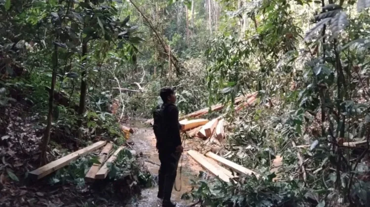 Forestry Ministry Files Charges Against TNBT Illegal Logging Suspect
