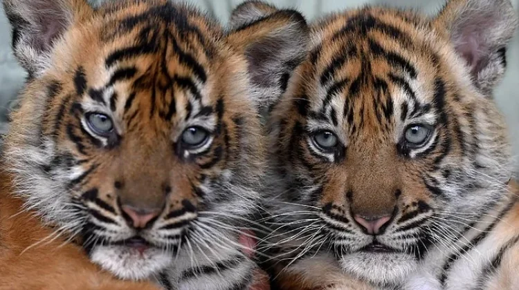 Two Sumatran Tiger Cubs Born to Snare-Survivor Parents in Lampung