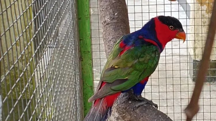Police Dismantle Papua Bird Smuggling Route in Semarang