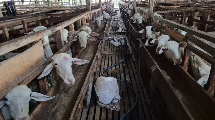 House Urges Stricter Animal Health Checks Ahead of Eid al-Adha