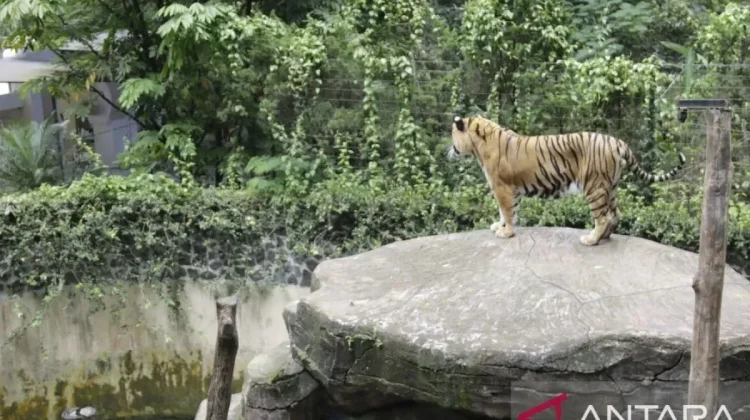 BBKSDA to Translocate Bandung Zoo Animals to Conservation Centers