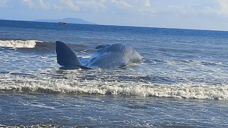 Fifteen Meter Sperm Whale Found Beached and Dead on Jembrana Coast, Bali