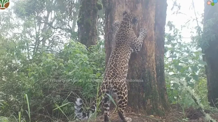 Javan Leopard Survey Finds Eight in Bromo Tengger Semeru