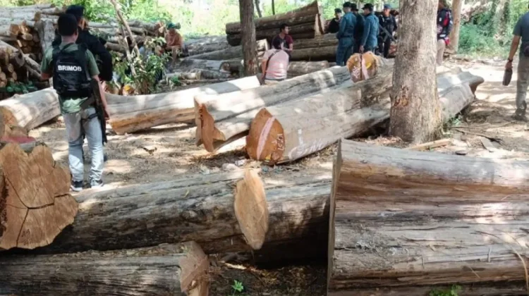 Baluran Logging Kingpin Faces Trial as Illegal Timber Case Hits Phase II