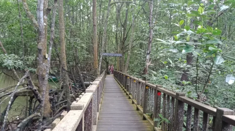 North Penajam to Boost Sustainable Mangrove Tourism
