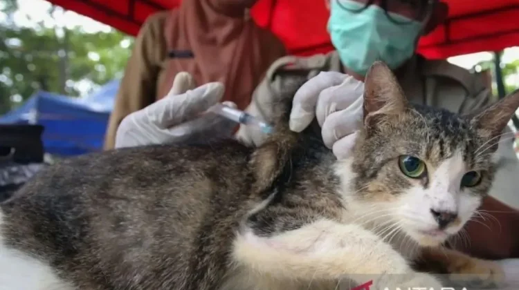 South Jakarta Vaccinates Over 1,700 Animals Against Rabies