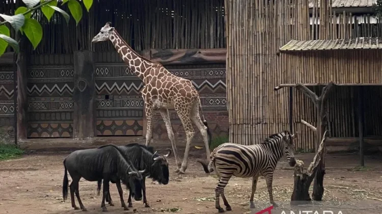 Taman Safari Indonesia Eyes Management of Bandung Zoo in Upcoming Auction