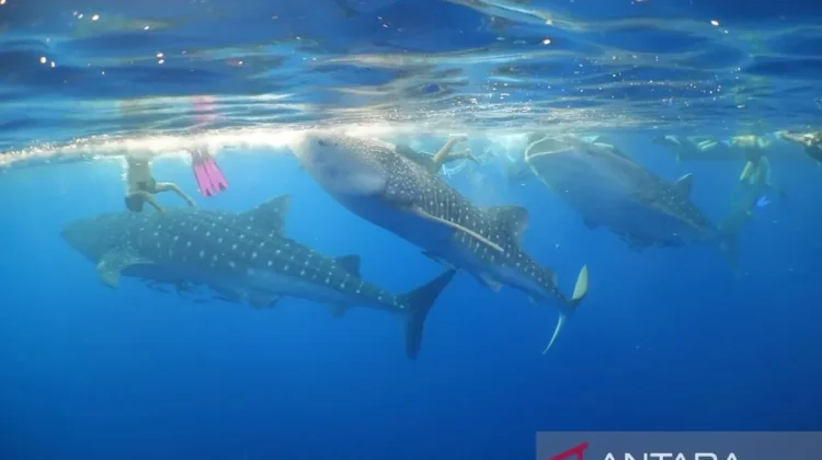 West Nusa Tenggara Designates Saleh Bay as Protected Conservation Zone