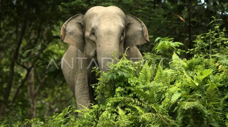 Government Issues Presidential Instruction to Save Endangered Elephants
