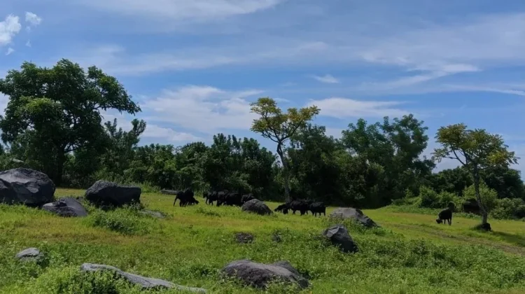 Savana Tianyar Captivates Tourists with its "Wild" Aesthetic