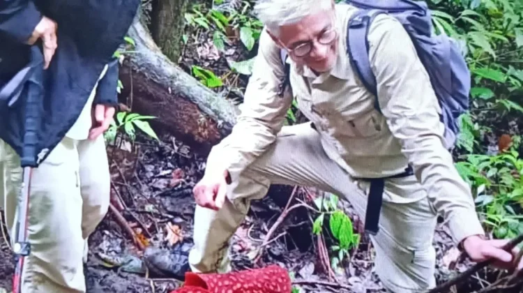 Rare Twin Bloom of Rafflesia Captivates Visitors in Palupuh