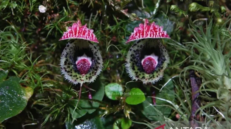 BRIN Documents Ten New Orchid Species Records Across Indonesia