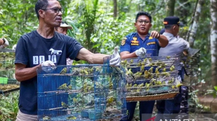 A Thousand Birds Get Second Chance at Life After Smuggling Foiled in Labuan Bajo