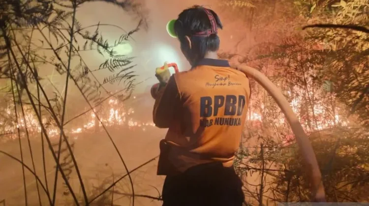 Dry Season Looms as Forest Fire Scorches Two Hectares in North Kalimantan
