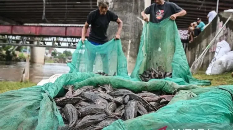 Jakarta's Invasive Fish Problem Exposes Limits of Going It Alone