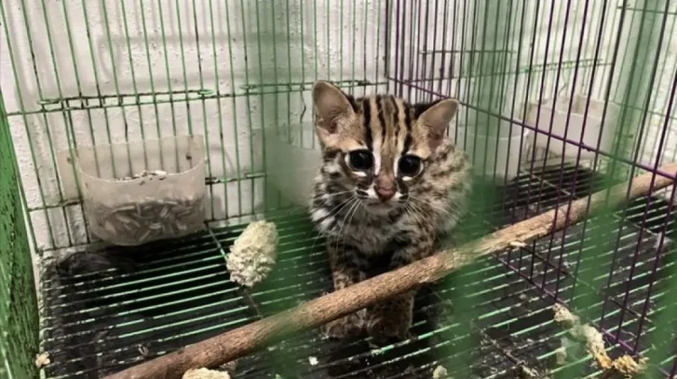 Six Rescued Wildcats Spark Wildlife Trafficking Case Heading to Court in Medan
