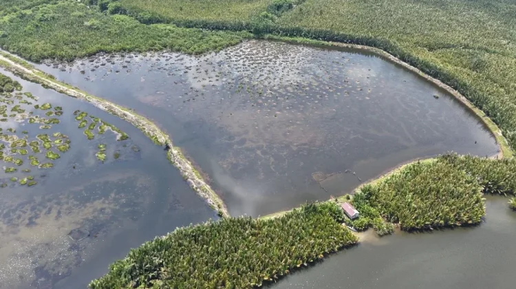 Indonesia Champions Global Partnerships via World Mangrove Center at UN Forum