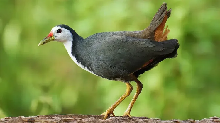 BRIN Reveals Why Siantar’s Ruak-Ruak Tastes Unique