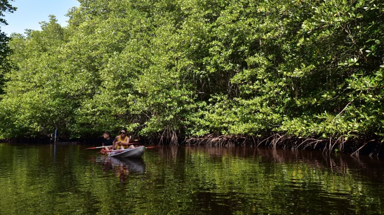 Indonesia Promotes Global Partnership Through World Mangrove Center