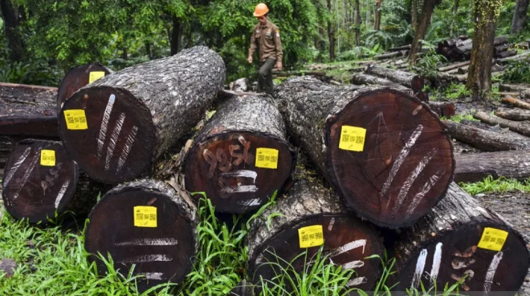 Indonesia Strengthens US Timber Exports with SVLK+ Certification