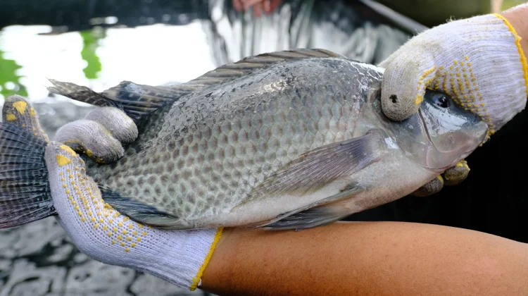 Indonesian Tilapia Emerges as Key Export Commodity