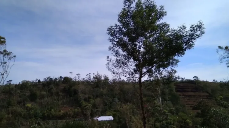 Sulawesi Illegal Logging Syndicate Faces Trial Over Forged Documents