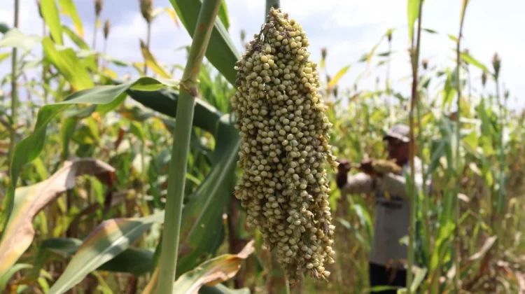 PLN Develops Sorghum to Boost Biomass Supply for Coal-Fired Plants