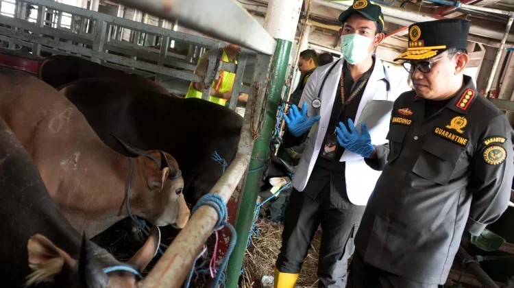 Quarantine Agency Tightens Livestock Checks Ahead Eid al‑Adha
