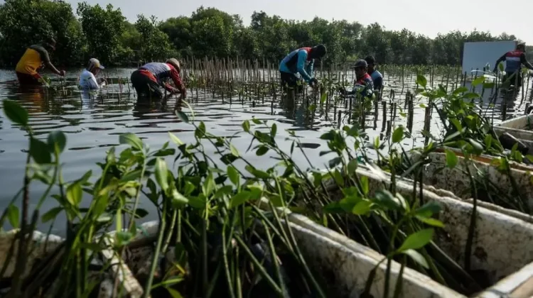 Indonesia-Japan Deepen Cooperation on Sustainable Mangrove Management