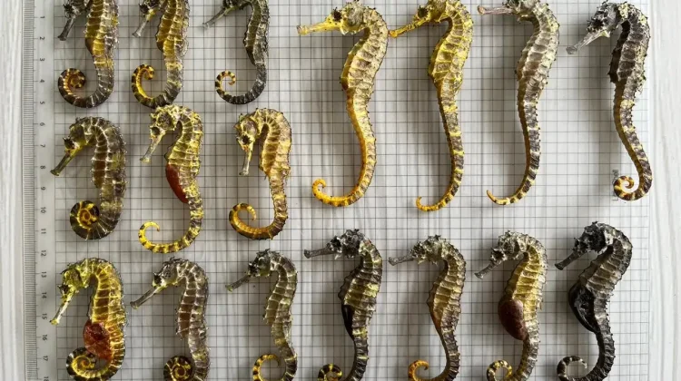 BRIN Reveals 8 of 13 Indonesian Seahorse Species Enmeshed in Commercial Trade